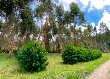 Terreno en Condominio Entre Árboles 1,503 m²