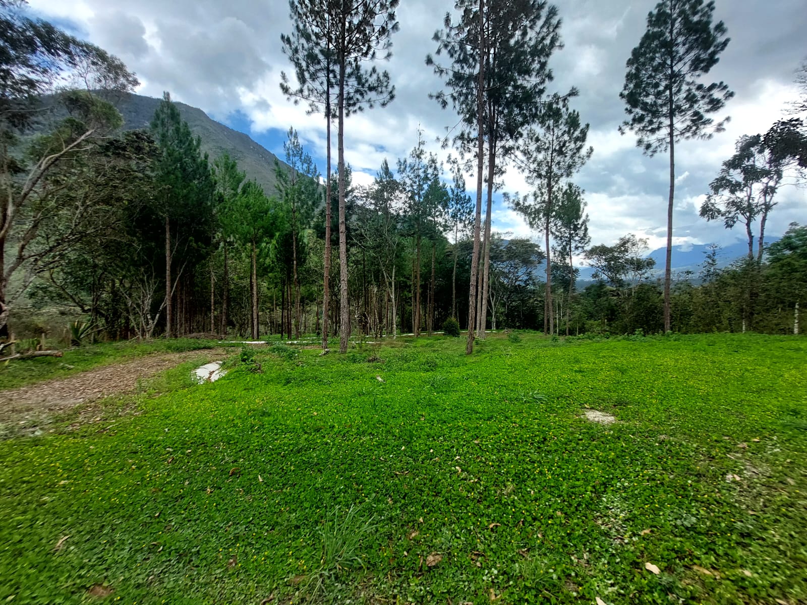 Terreno en Fundo Palmeras 1.5 Has